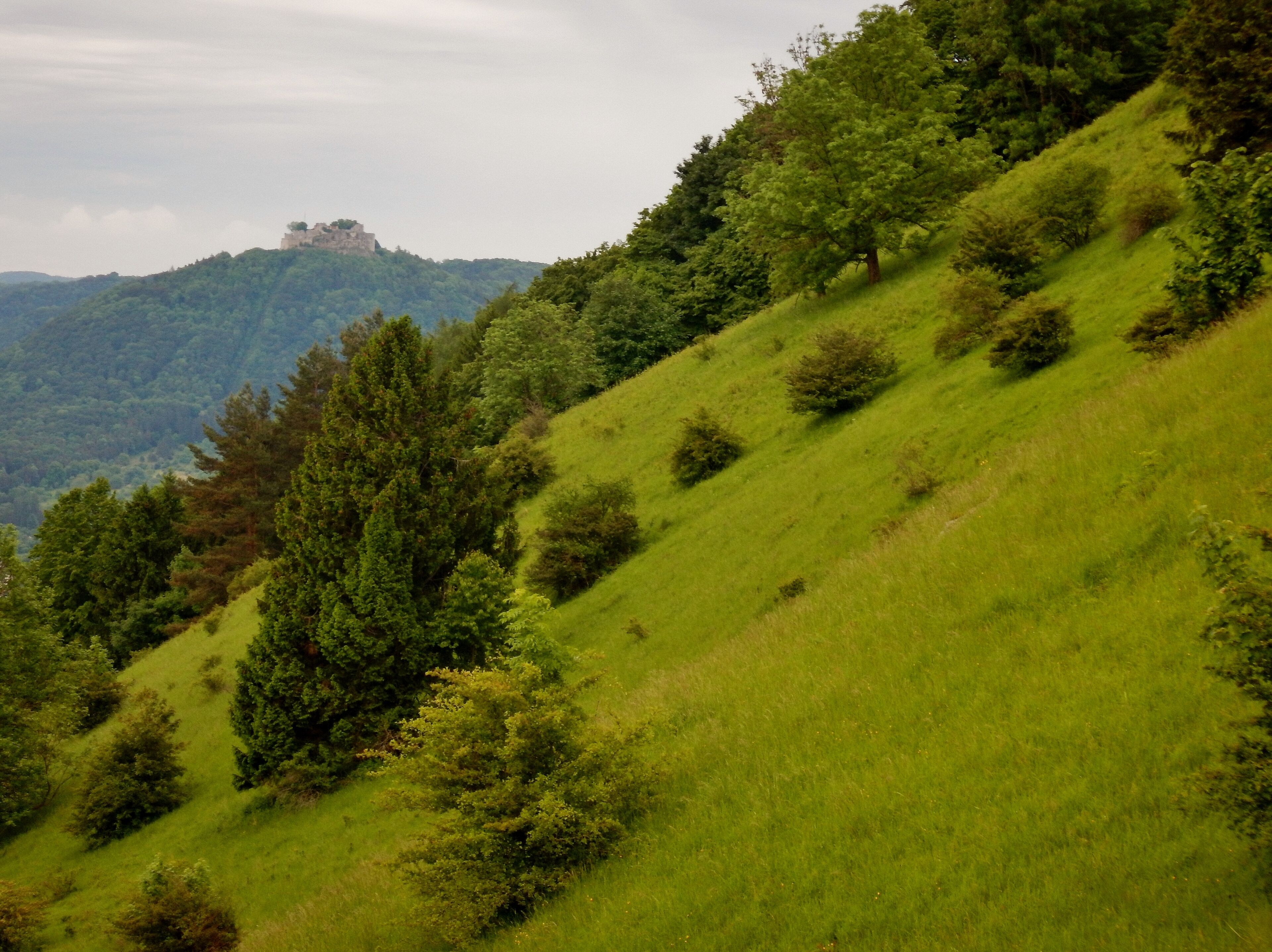 A lush green hillside with scattered trees and a castle on a distant hill.