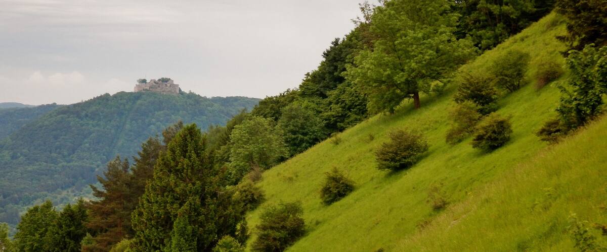 A lush green hillside with scattered trees and a castle on a distant hill.