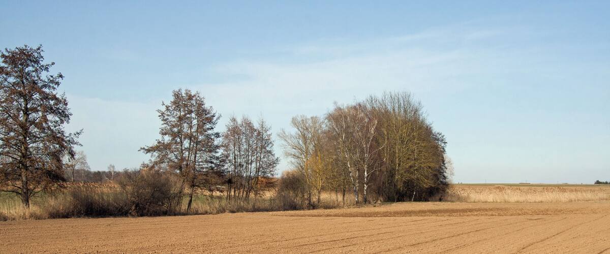 A plowed field with trees in the background.