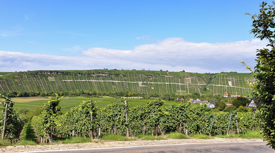 Die Südlage des Mundelsheimer Käsbergs zwischen Hessigheim und Mundelsheim, vom Schreyerhof gesehen. LSG 1.18.059