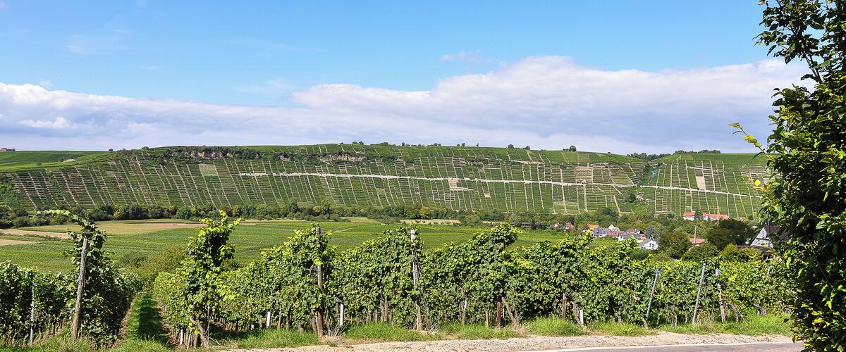 A vineyard with rows of grapevines and a few houses in the background.