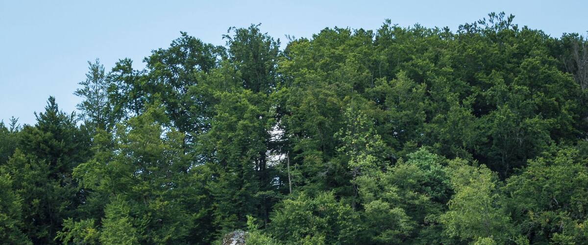 A rocky hill with dense forest in the background and a road with a car in the foreground.