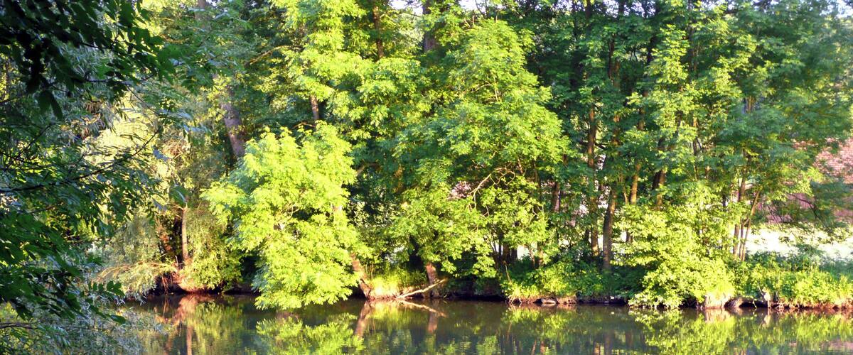 A calm river surrounded by dense green foliage and trees reflecting in the water.