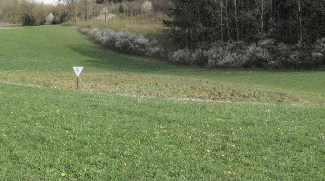 Feuchtgebiet BuchenschnĂ€ue etwa 650 m E des Obersontheimer Neuhofs am FuĂ des Hangwaldes Buchenschnab (lokaler Name, auf Karten: BuchenschnĂ€ue). Es liegt am oberen Ende der Talbildung eines kleinen linken Zuflusses des Nesselbachs im Gipskeuper. Am rechten Bildrand wurde augenscheinlich eine EntwĂ€sserungsrinne kĂŒnstlich geschaffen..