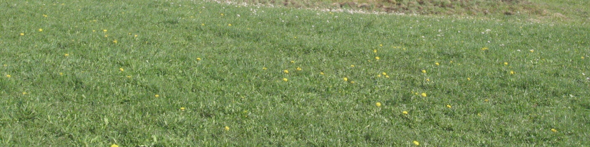 Feuchtgebiet Buchenschnäue etwa 650 m E des Obersontheimer Neuhofs am Fuß des Hangwaldes Buchenschnab (lokaler Name, auf Karten: Buchenschnäue). Es liegt am oberen Ende der Talbildung eines kleinen linken Zuflusses des Nesselbachs im Gipskeuper. Am rechten Bildrand wurde augenscheinlich eine Entwässerungsrinne künstlich geschaffen..