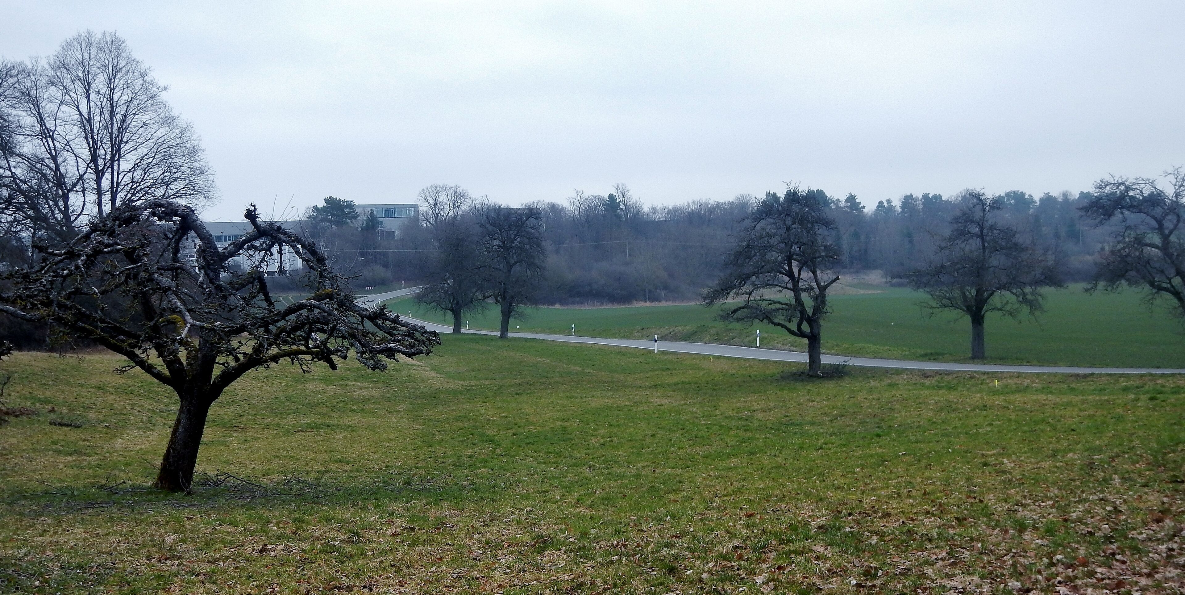 A park with leafless trees, a grassy field, and a road in the background.