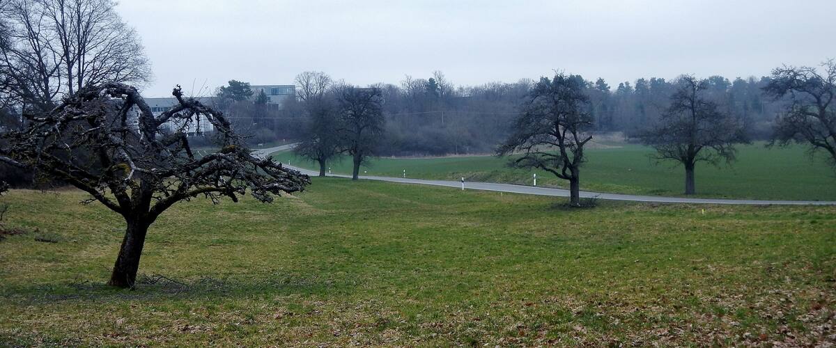 A park with leafless trees, a grassy field, and a road in the background.