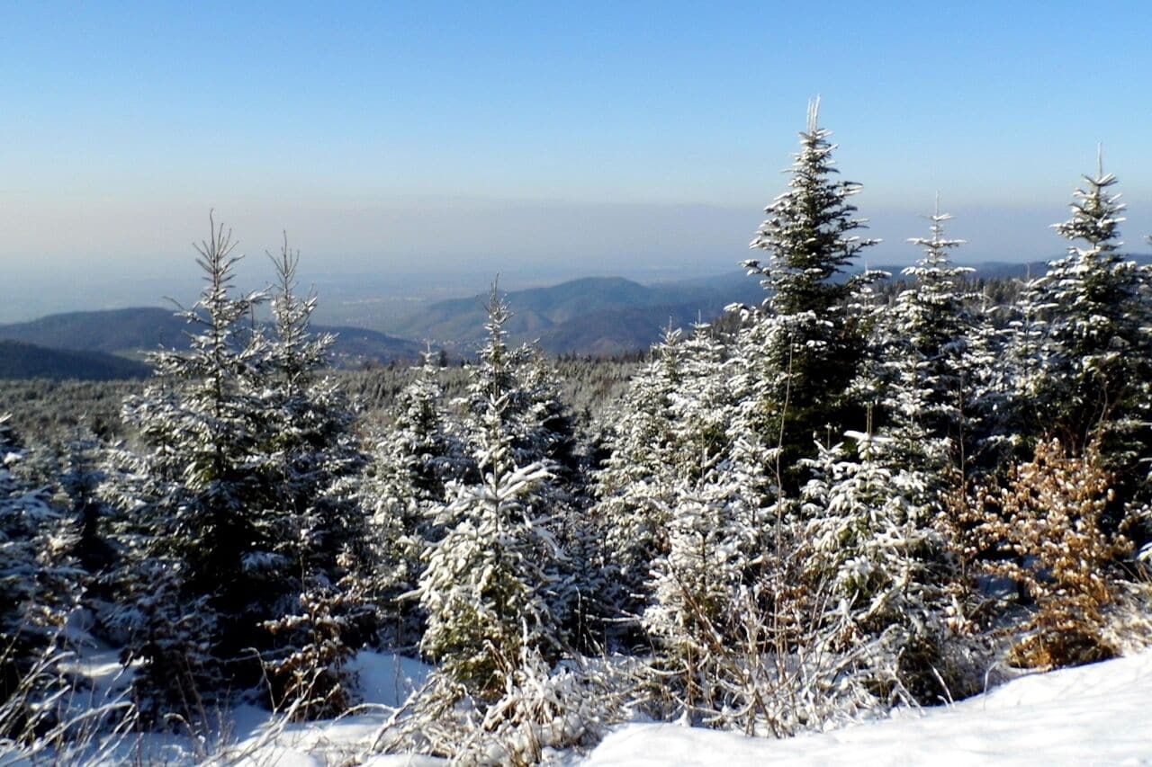 A snowy landscape with evergreen trees and distant mountains.