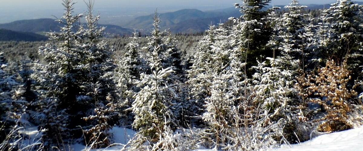 A snowy landscape with evergreen trees and distant mountains.