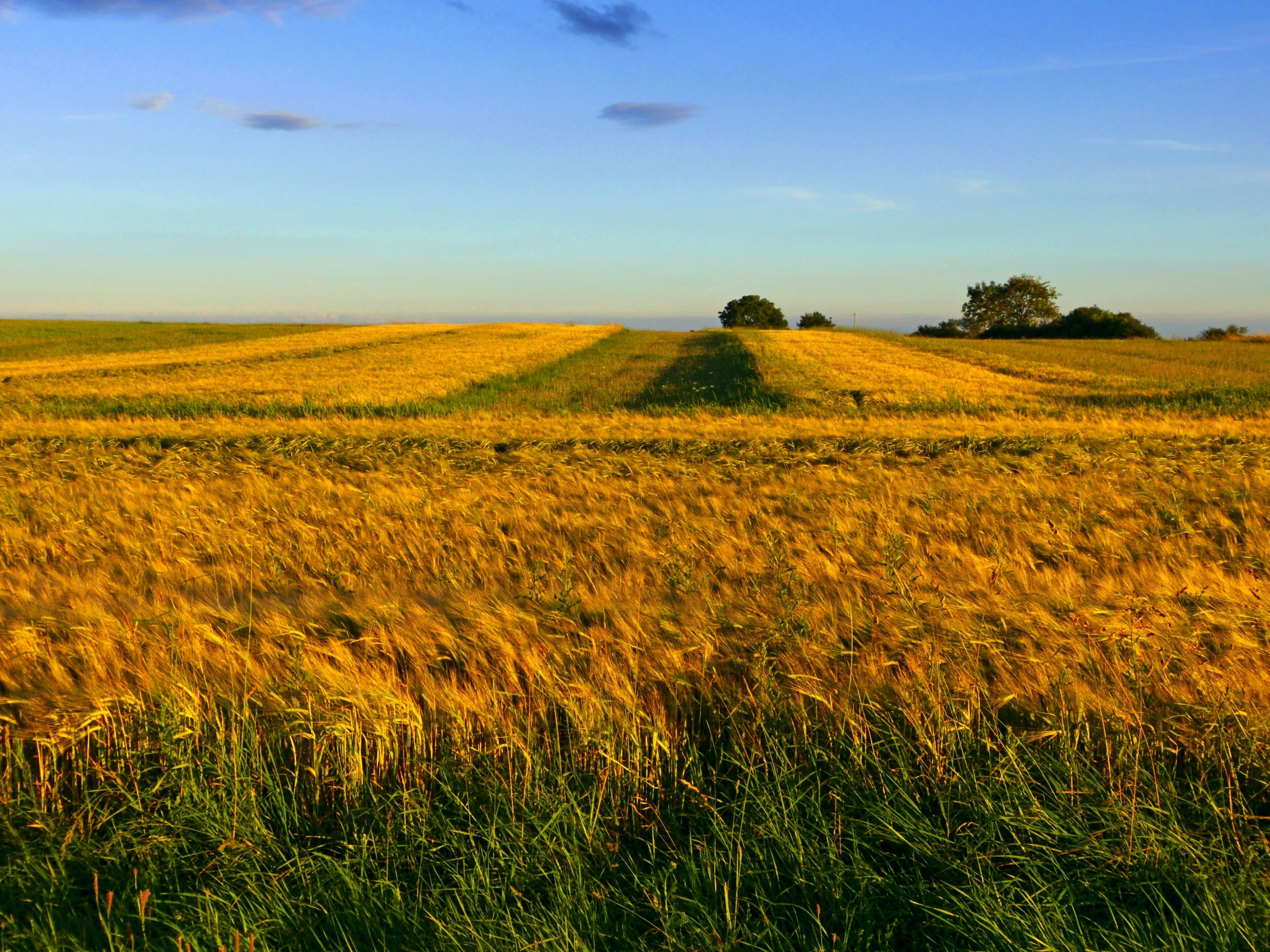 The Wind That Shakes The Barley