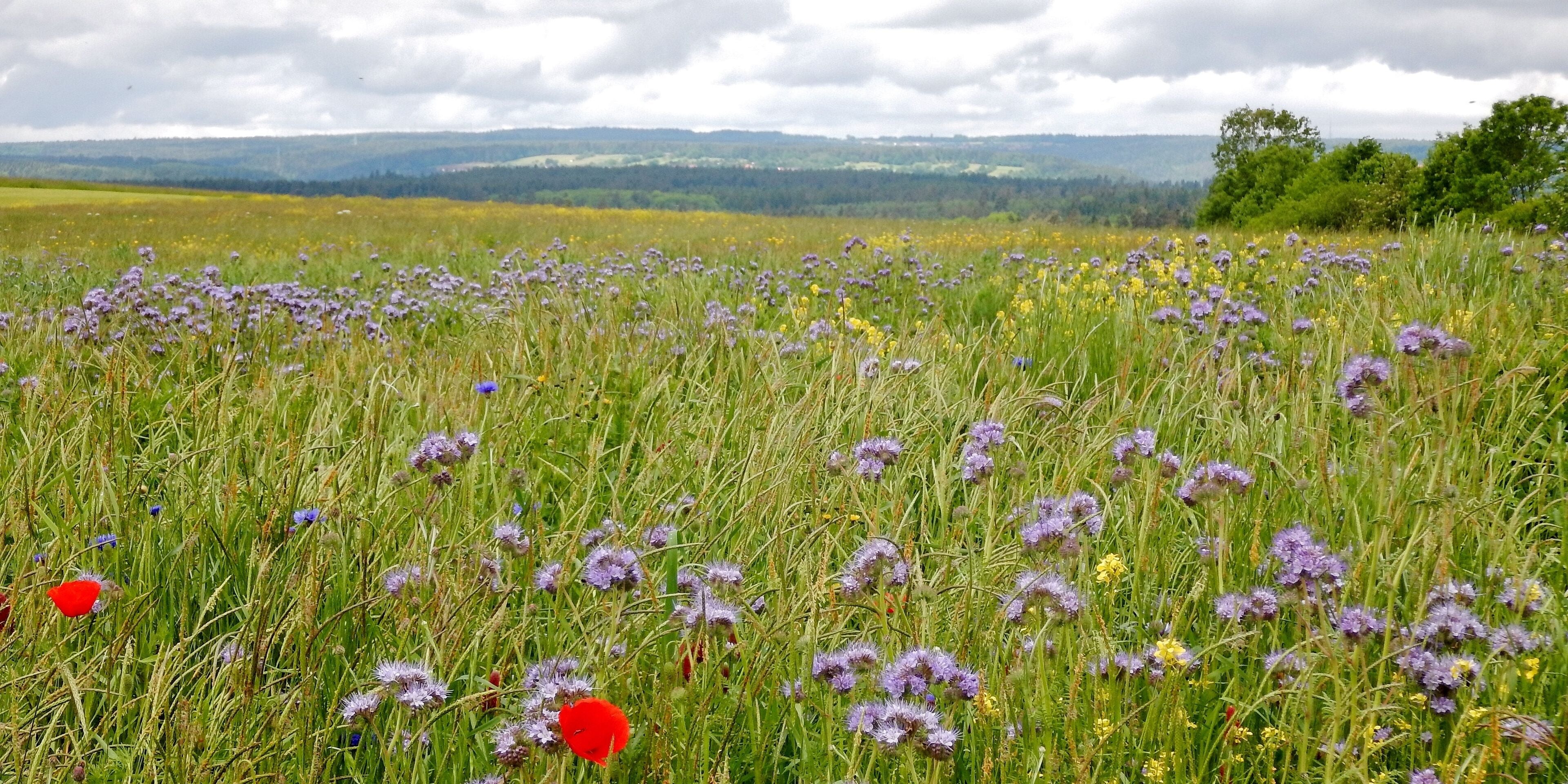 Ausblick vom Schwarzwald-Schwäbische-Alb-Allgäu-Weg (HW 5) zum Nordschwarzwald
