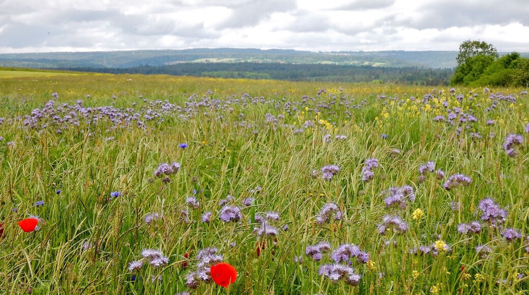 Ausblick vom Schwarzwald-Schwäbische-Alb-Allgäu-Weg (HW 5) zum Nordschwarzwald