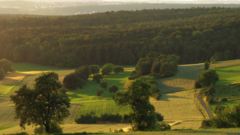Des collines ondulantes, une forêt dense et une route sinueuse.