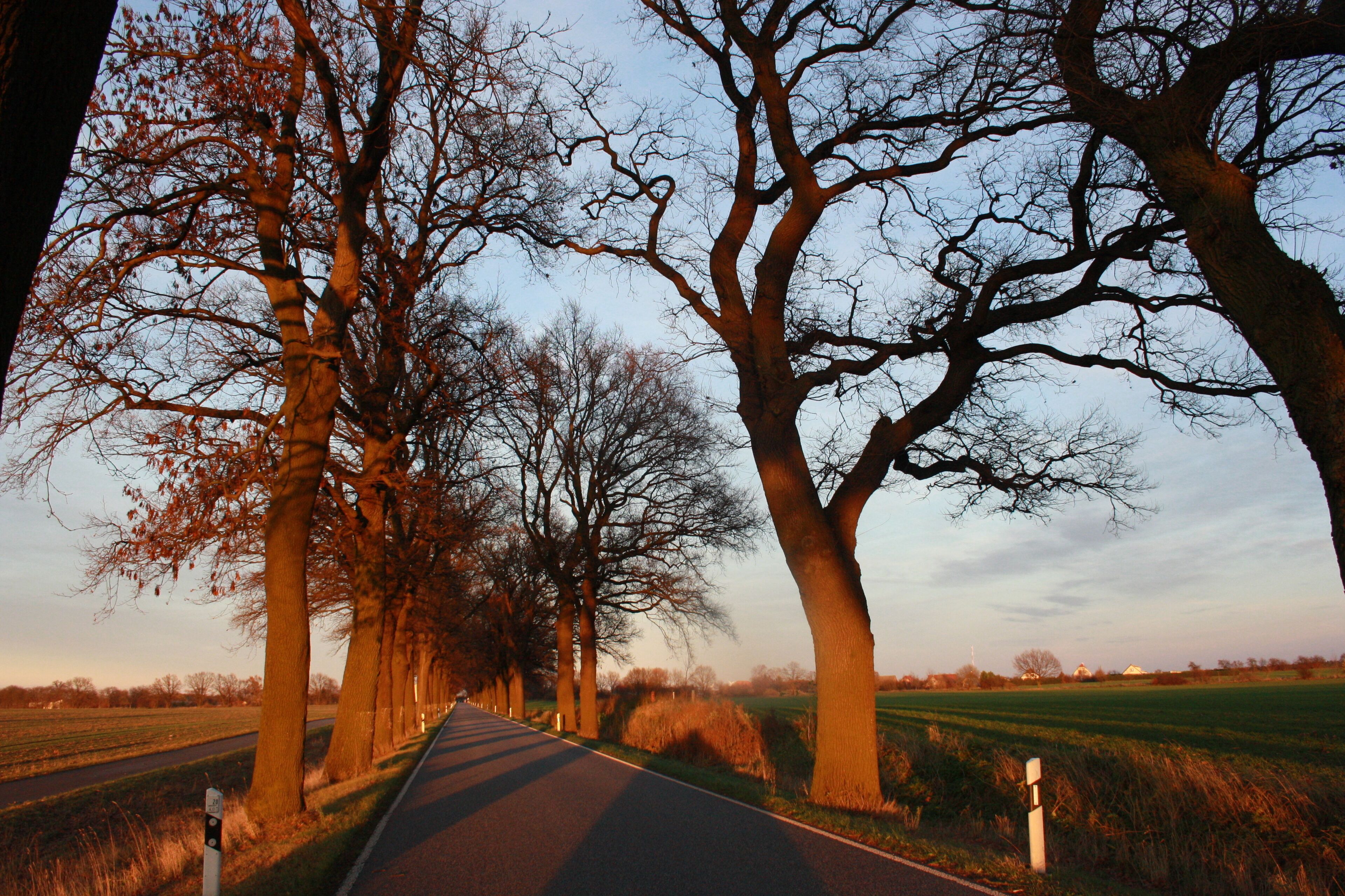 A road lined with tall trees and open fields.