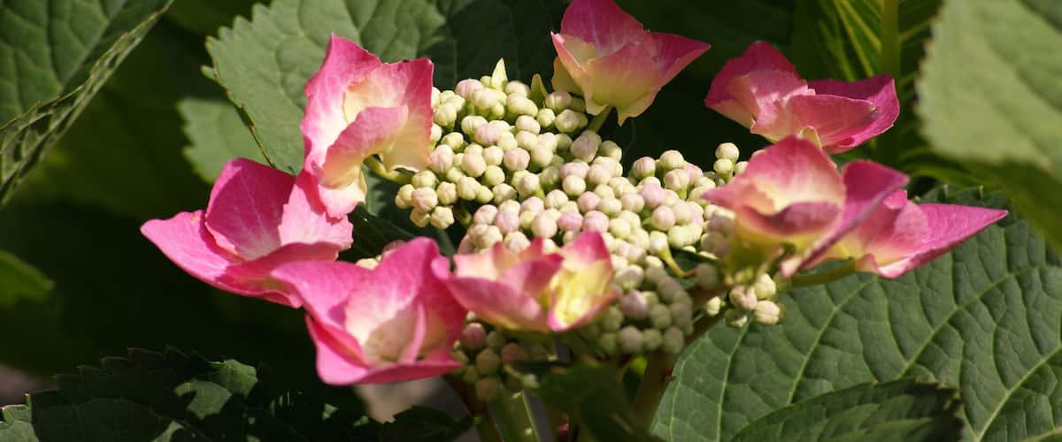 A cluster of pink flowers with green leaves.