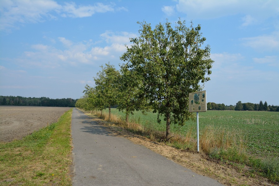 Ein gepflasterter Weg entlang eines Feldes mit einem Baum und einem Hinweisschild.