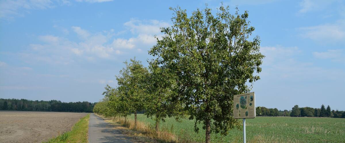 A paved path alongside a field with a tree and a signboard.