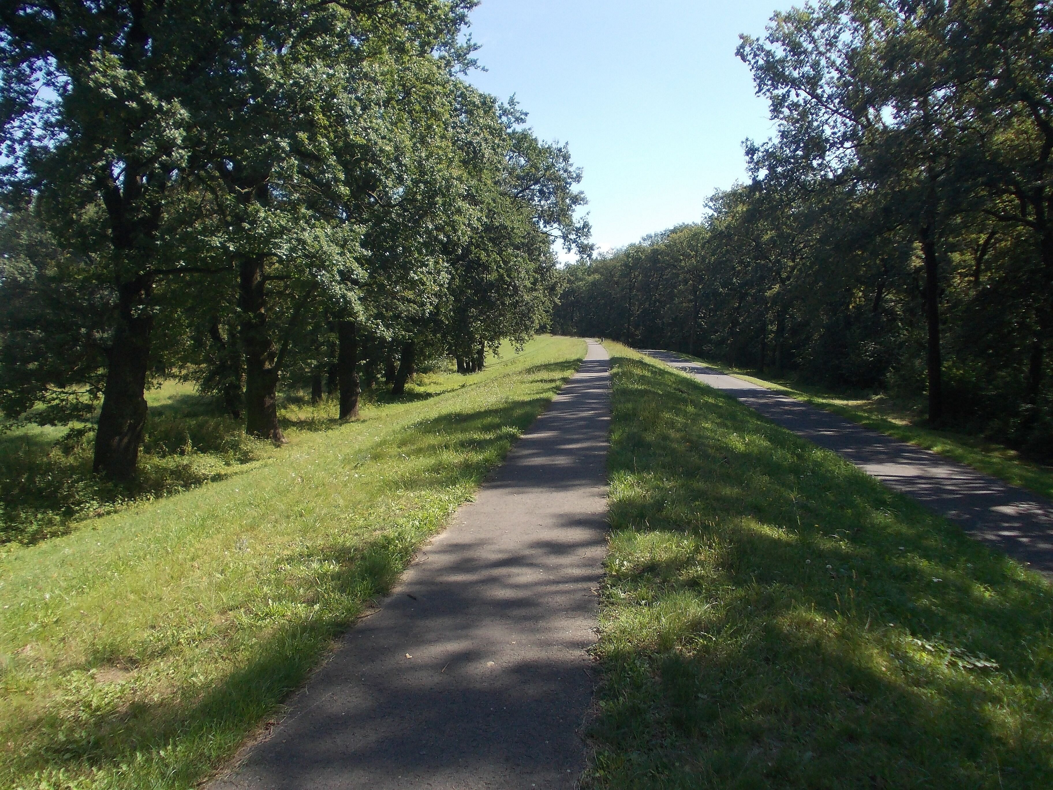 A paved path flanked by trees in a park.