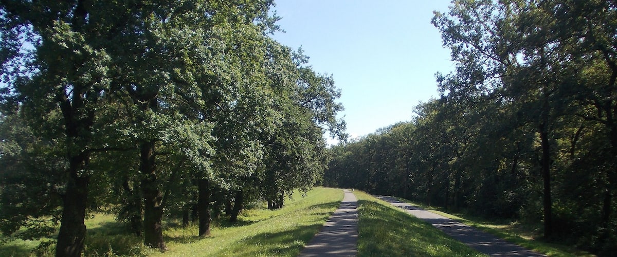 A paved path flanked by trees in a park.