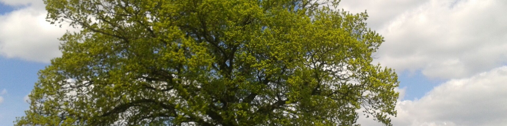 Naturdenkmal Stieleiche auf einer Wiese. 63699 Kefenrod-Bindsachsen. Schutzgrund: Schönheit, landschaftsprĂ€gend, freistehend. Flur 4, FlurstĂŒck 29 (VO), Flur 3, FlurstĂŒck 29