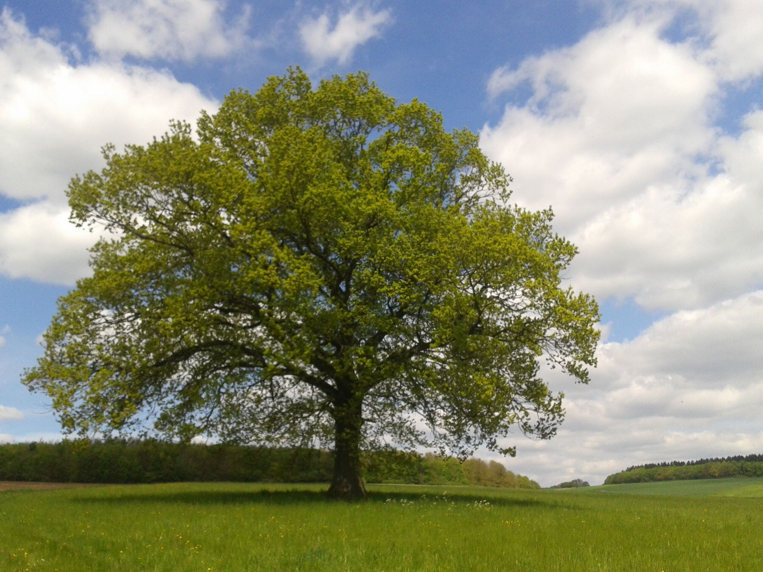 A large tree in a grassy field with a partly cloudy sky.