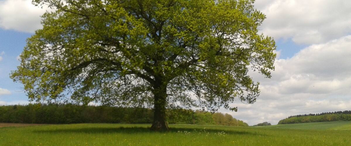 A large tree in a grassy field with a partly cloudy sky.