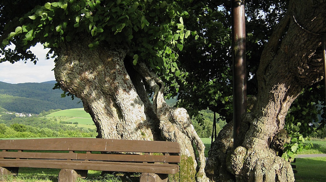 Naturdenkmal Linde in Reinborn – eine bis zu 800 Jahre alte, riesige Sommerlinde, deren Stamm in drei Teilen dasteht und von Stahlstreben und -seilen gehalten wird. Aber recht vital. Direkt daneben eine wesentlich weniger stattliche Linde, aber auch als Naturdenkmal ausgewiesen.