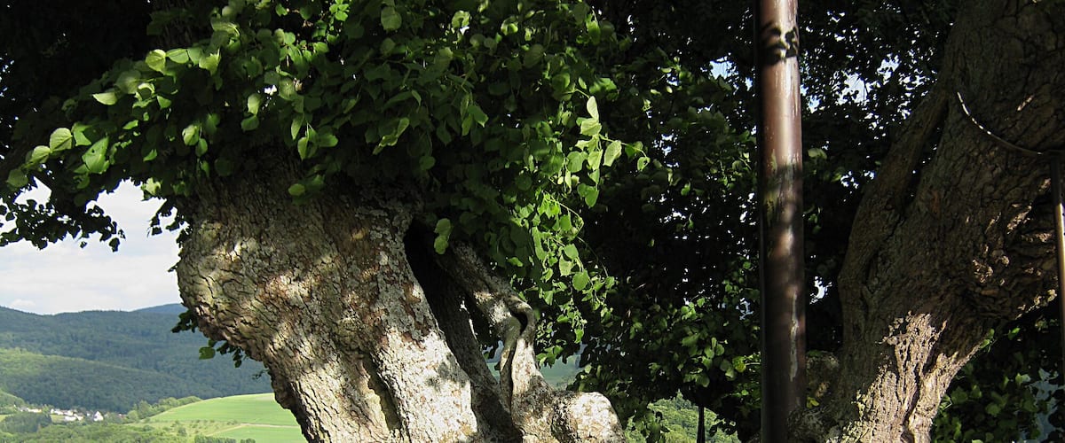 A bench under a large tree with a scenic view of hills and a clear sky.