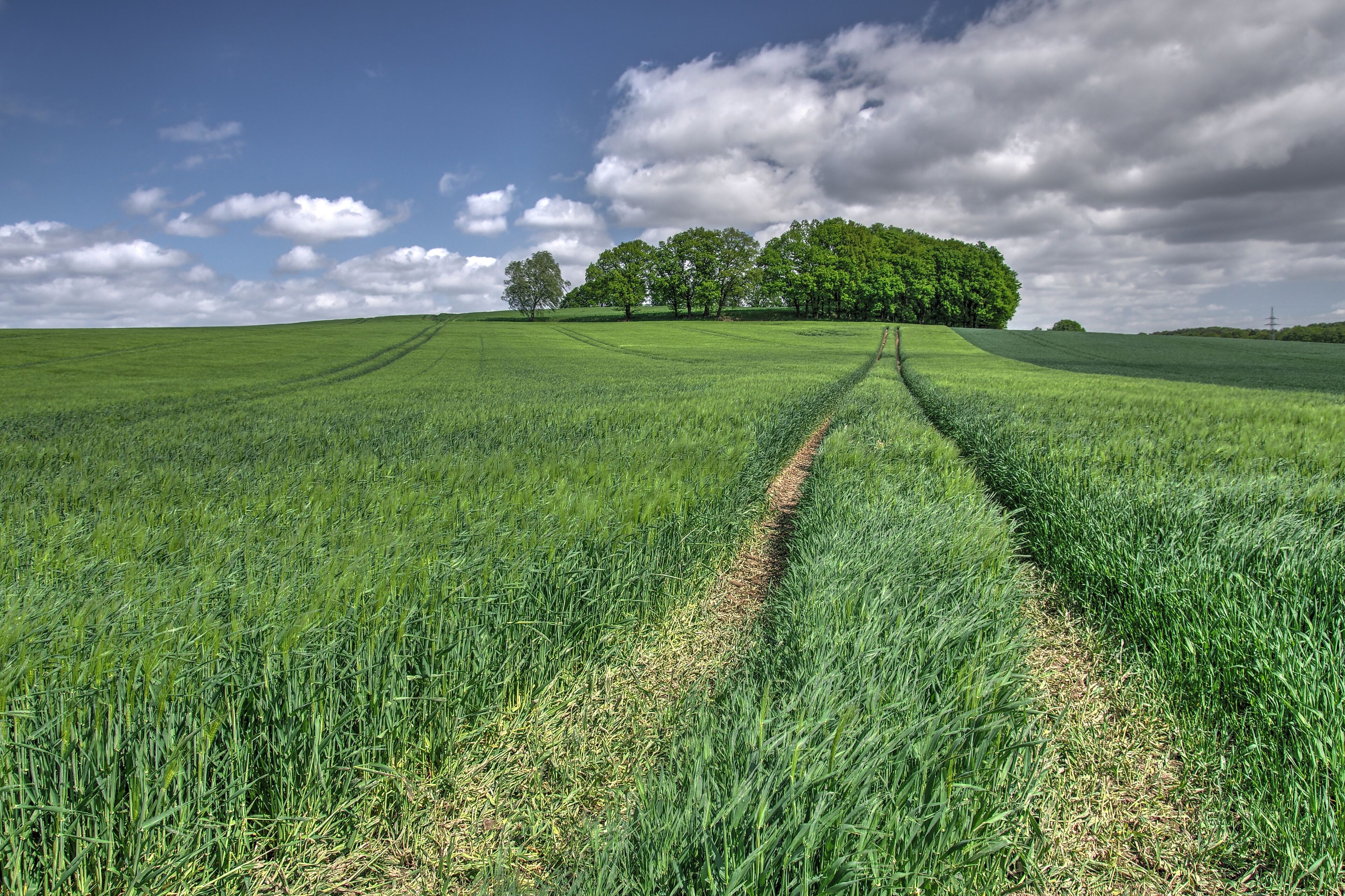 Sommer - Gerste vor der Reife in Norddeutschland