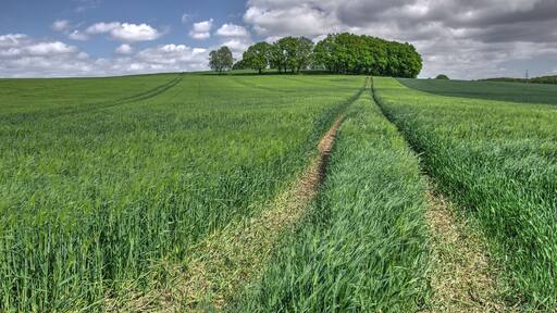 Sommer - Gerste vor der Reife in Norddeutschland