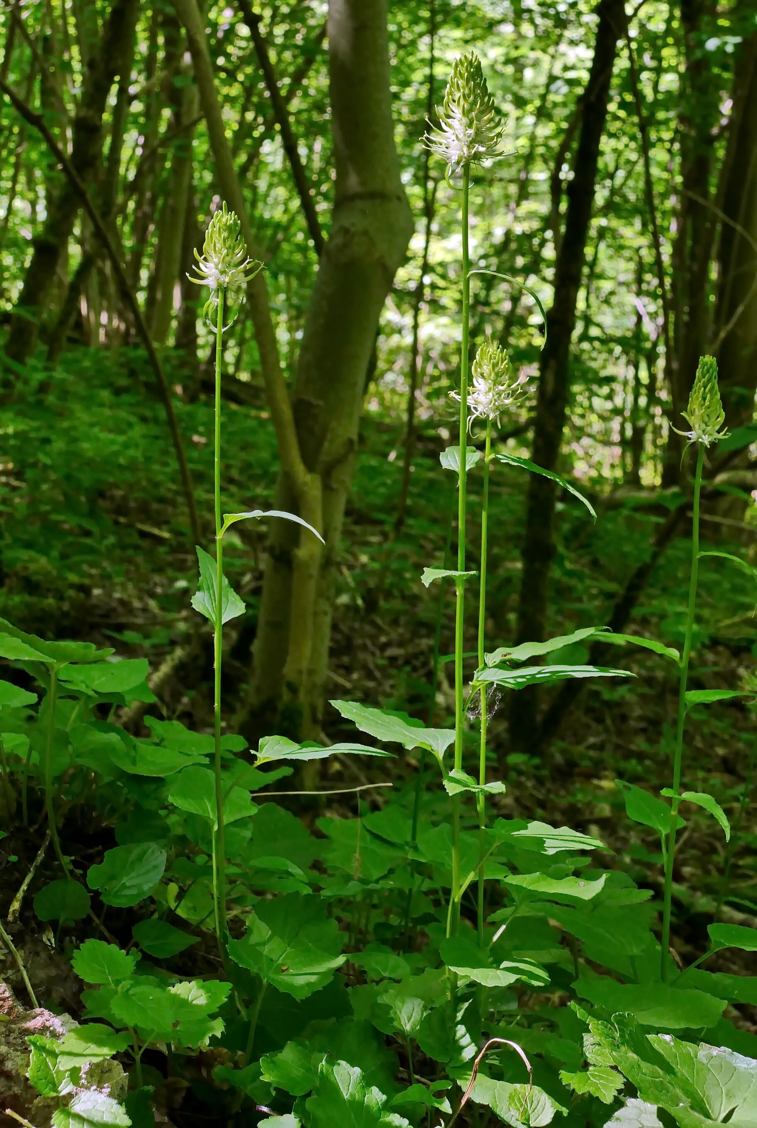 FFH-Gebiet „Burgberg, Heinsener Klippen, Rühler Schweiz“, Landschaftsschutzgebiet Solling-Vogler (LSG HOL 00015) und Naturpark Solling-Vogler: Die Ährige Teufelskralle (Phyteuma spicatum) wächst in großer Zahl am Wegrand.