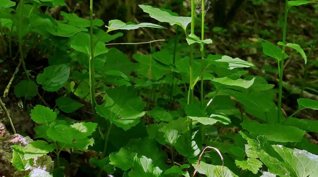 FFH-Gebiet „Burgberg, Heinsener Klippen, Rühler Schweiz“, Landschaftsschutzgebiet Solling-Vogler (LSG HOL 00015) und Naturpark Solling-Vogler: Die Ährige Teufelskralle (Phyteuma spicatum) wächst in großer Zahl am Wegrand.