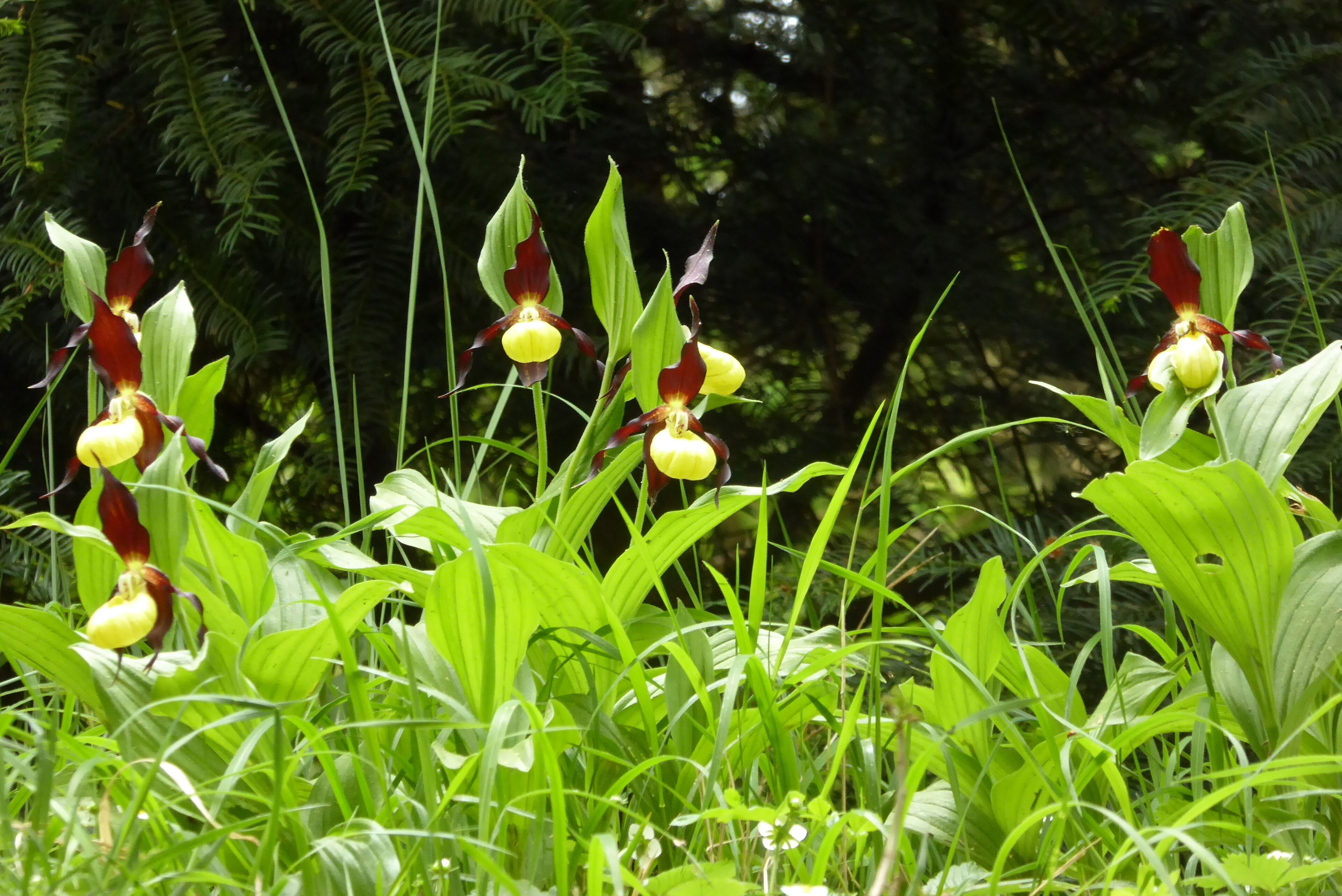 Gelber Frauenschuh auf der Frauenschuhwiese am Burgberg, im Naturpark Solling-Vogler, Landschaftsschutzgebiet Solling-Vogler, Landkreis Holzminden
