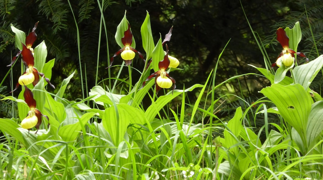 Gelber Frauenschuh auf der Frauenschuhwiese am Burgberg, im Naturpark Solling-Vogler, Landschaftsschutzgebiet Solling-Vogler, Landkreis Holzminden
