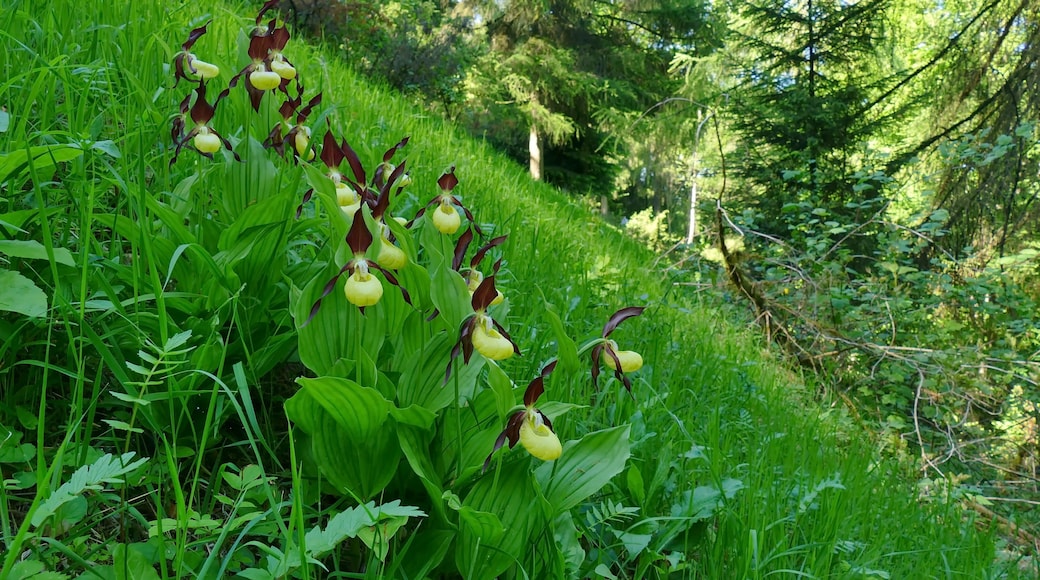 FFH-Gebiet „Burgberg, Heinsener Klippen, Rühler Schweiz“, Landschaftsschutzgebiet Solling-Vogler (LSG HOL 00015) und Naturpark Solling-Vogler:Auf einer als Ausflugsziel ausgeschilderten Wiese (bis 1935 eine Triftweide für die dörfliche Schaf- und Ziegenherde) wächst der Gelbe Frauenschuh (Cypripedium calceolus) in großer Zahl.