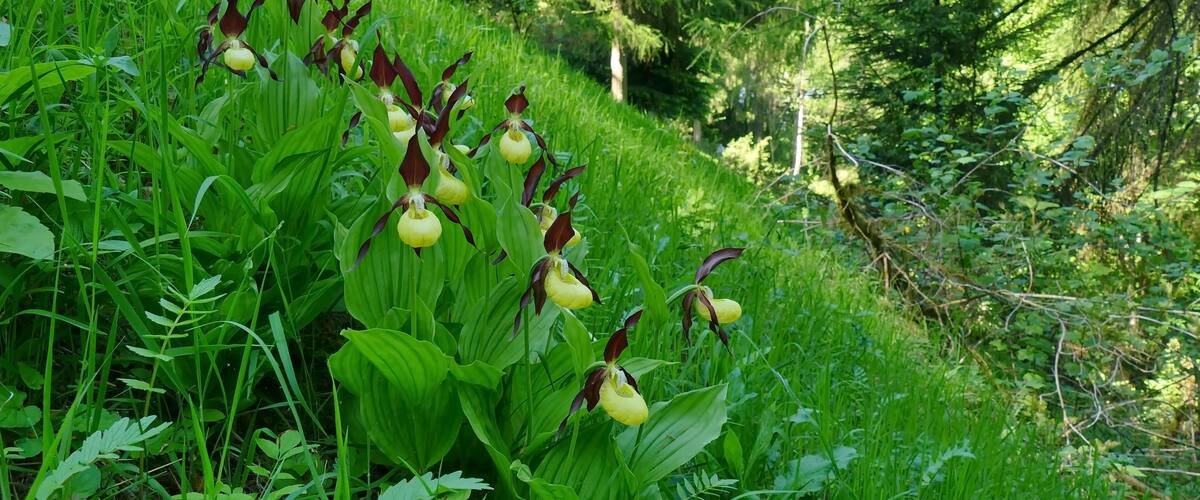 A lush green hillside with a cluster of yellow and purple orchids.