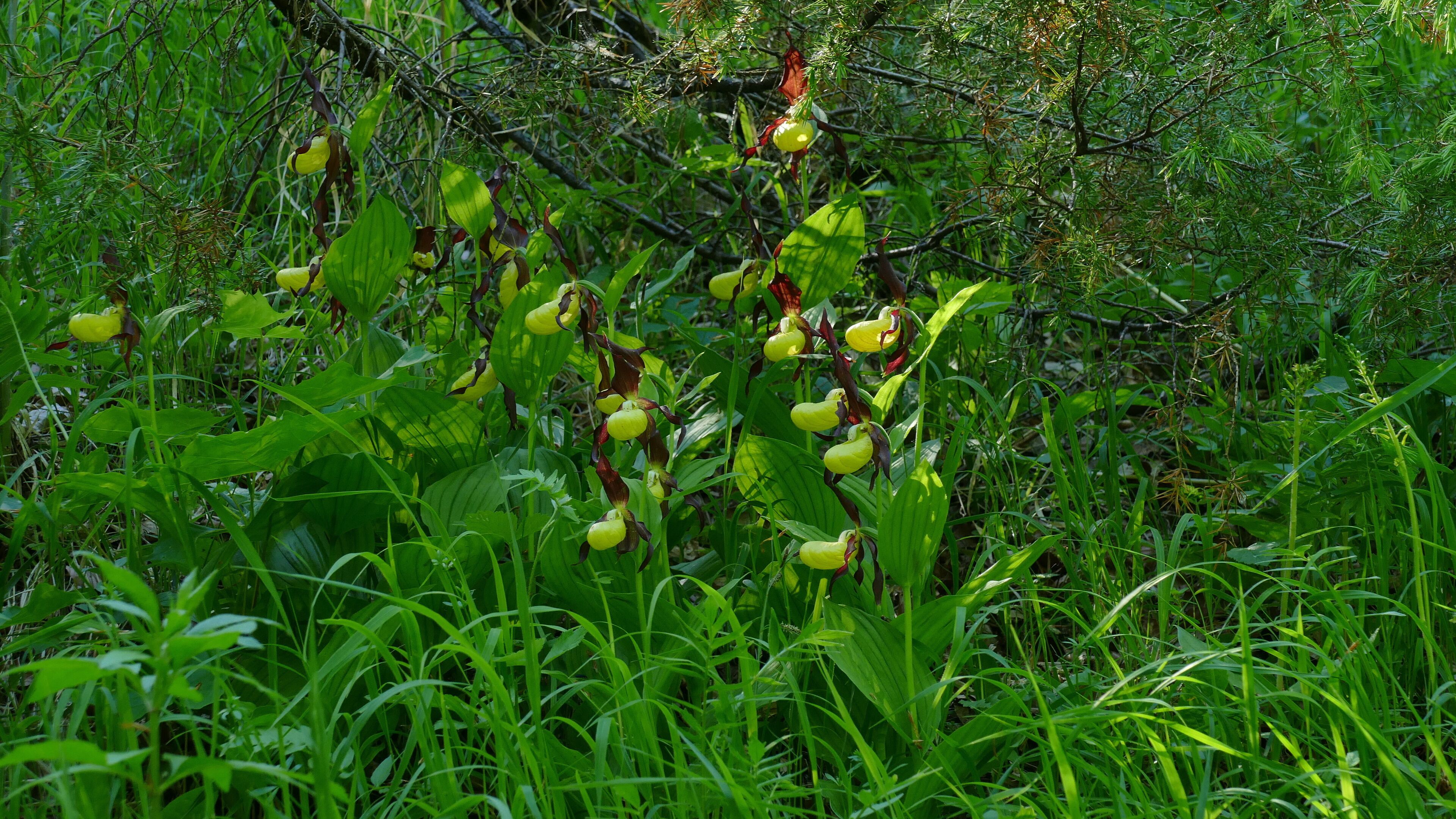FFH-Gebiet „Burgberg, Heinsener Klippen, Rühler Schweiz“, Landschaftsschutzgebiet Solling-Vogler (LSG HOL 00015) und Naturpark Solling-Vogler:Auf einer als Ausflugsziel ausgeschilderten Wiese (bis 1935 eine Triftweide für die dörfliche Schaf- und Ziegenherde) wächst der Gelbe Frauenschuh (Cypripedium calceolus) in großer Zahl. Hier sieht man ihn unter einem Wacholder (Juniperus communis), der sich als weidefeste Pflanze auf der Wiese bis heute halten konnte.