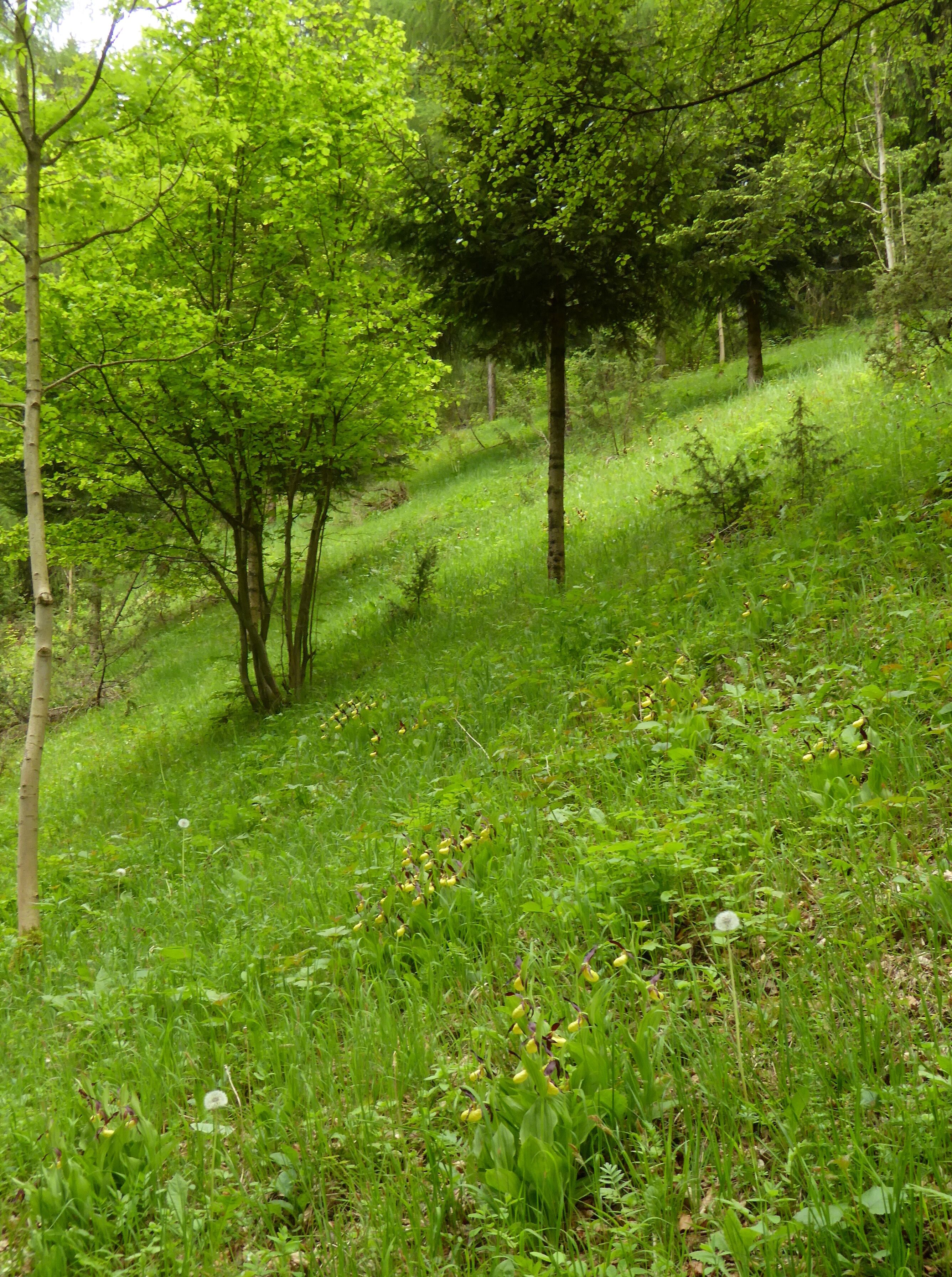Frauenschuhwiese oder Orchideenwiese am Nordhang des Burgbergs im Naturpark Solling-Vogler, Landschaftsschutzgebiet Solling-Vogler, Landkreis Holzminden