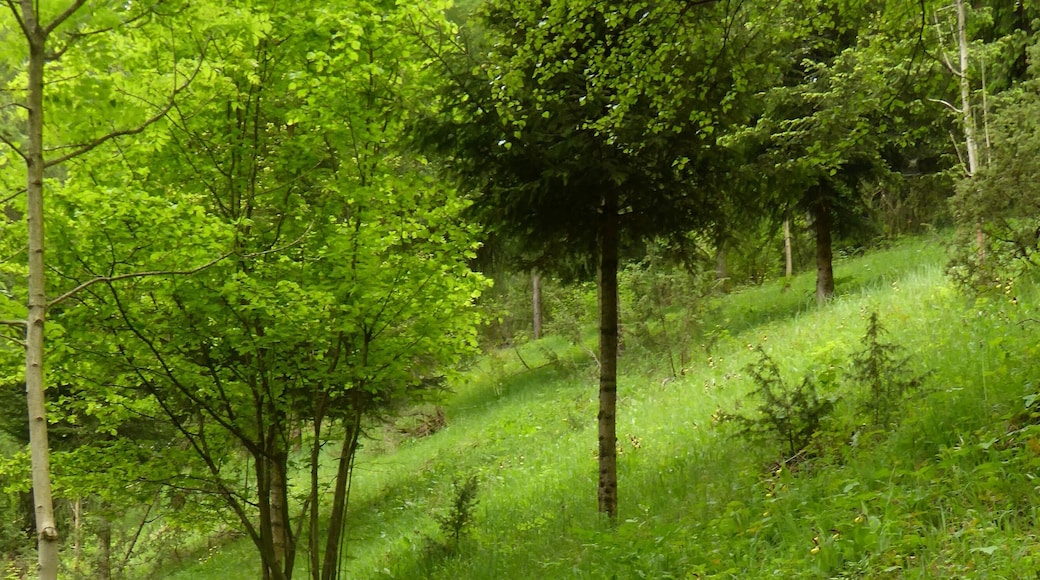 Frauenschuhwiese oder Orchideenwiese am Nordhang des Burgbergs im Naturpark Solling-Vogler, Landschaftsschutzgebiet Solling-Vogler, Landkreis Holzminden