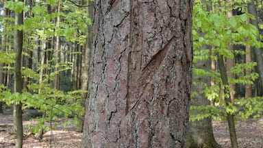 A tree trunk in a forest with green leaves and a ground covered with dry leaves.