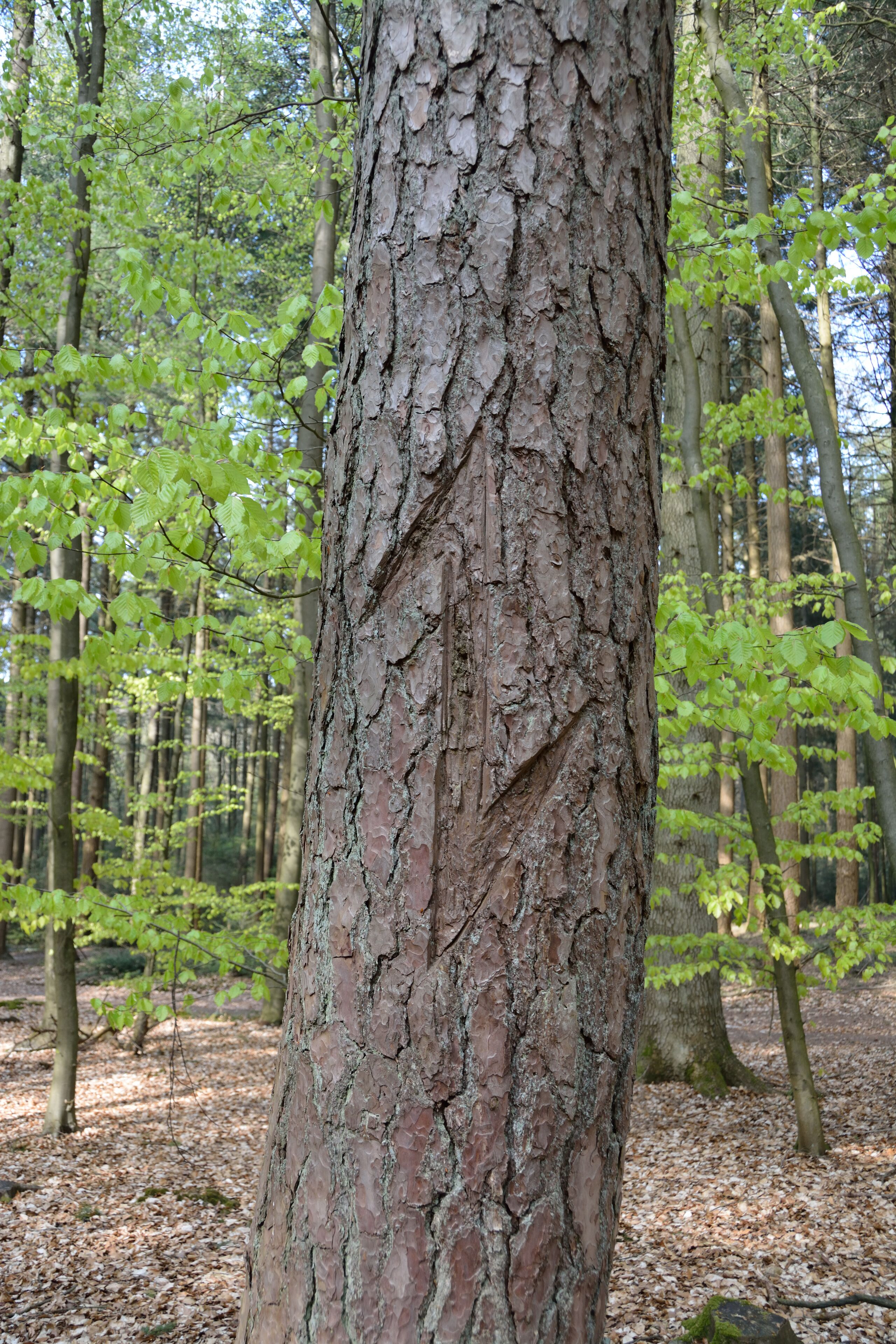 A tree trunk in a forest with green leaves and a ground covered with dry leaves.