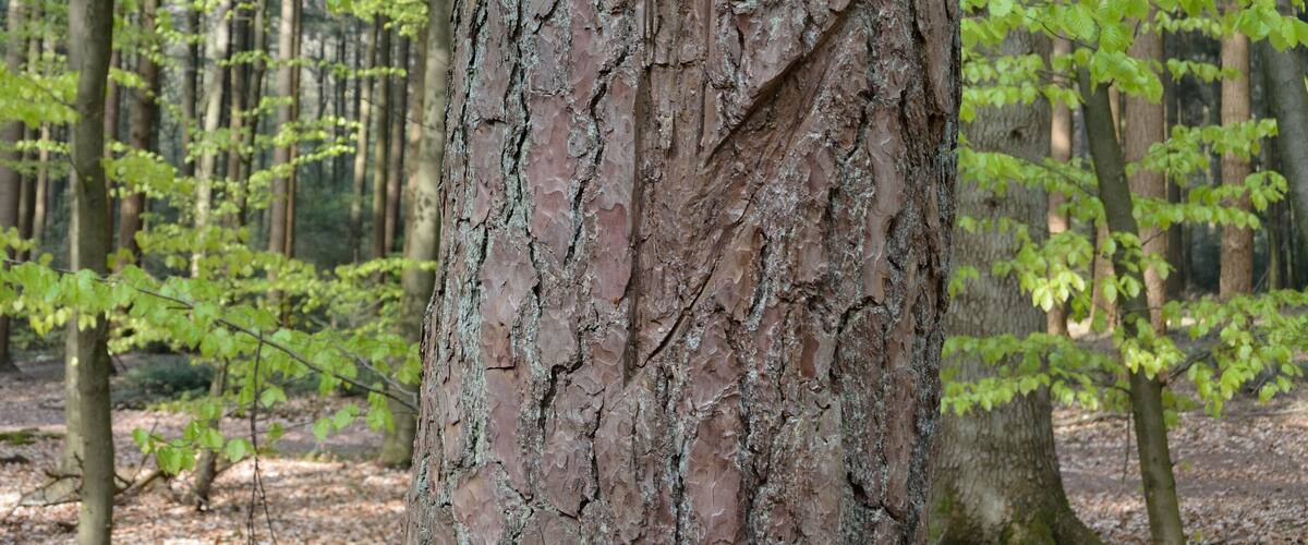 A tree trunk in a forest with green leaves and a ground covered with dry leaves.