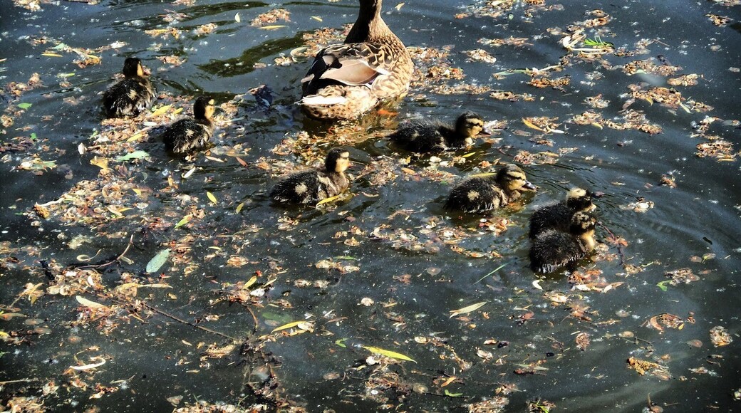 Stockenten in Hildesheim