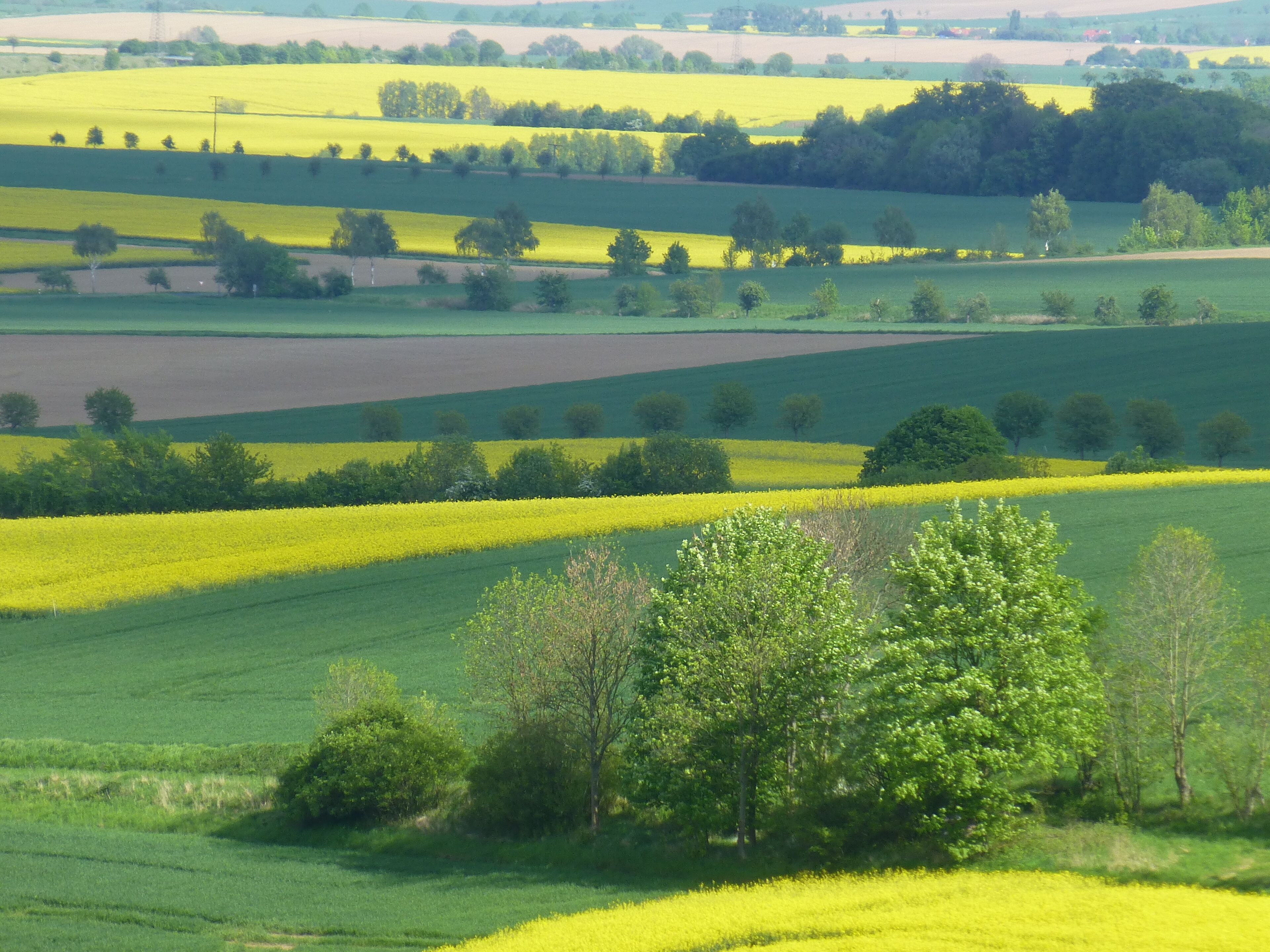 am Rennstieg zwischen Eberholzen und Westfeld