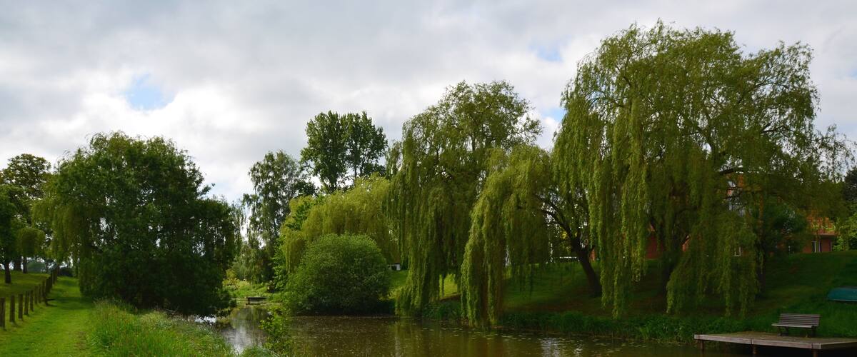 A calm river with willow trees and a wooden dock.