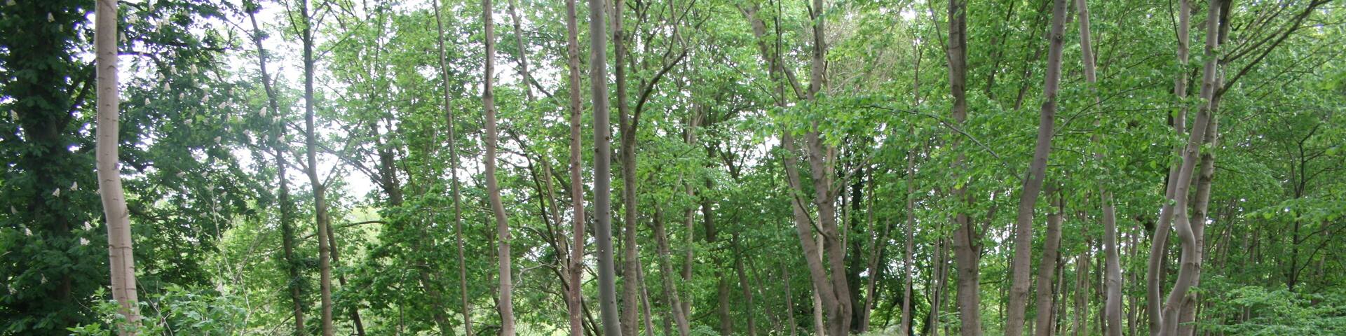 Ankershagen Burgplatz