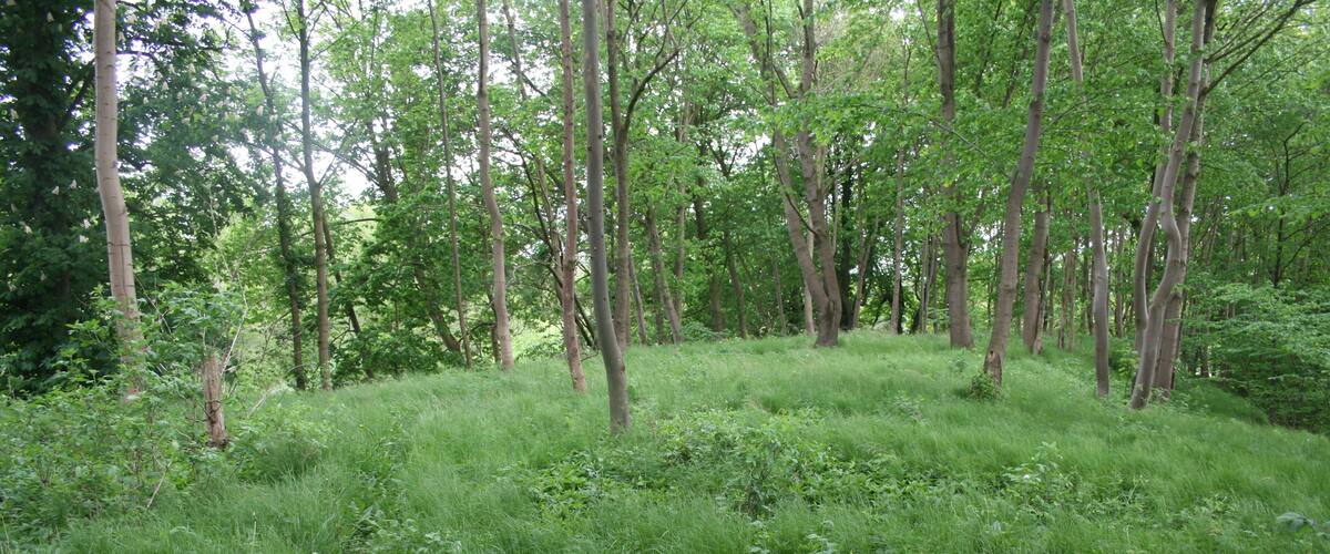 A dense forest with tall trees and lush green underbrush.