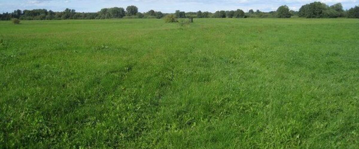 A vast green field with a clear sky and scattered clouds.