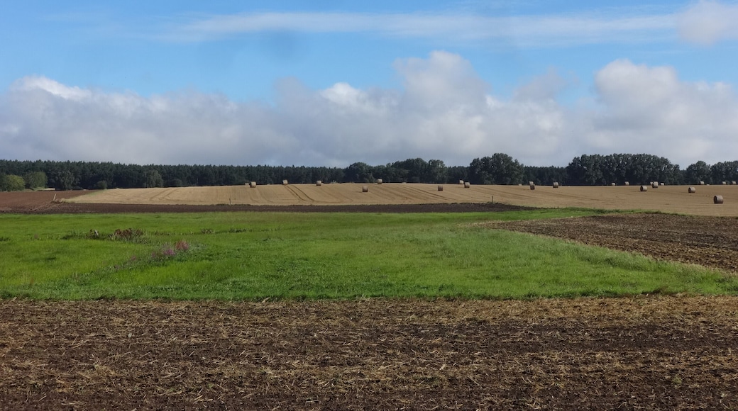 Blick von der Dorfstraße auf den Mühlberg, eine 24 Meter hohe Erhebung in Rubenow, Landkreis Vorpommern-Greifswald in Mecklenburg-Vorpommern.