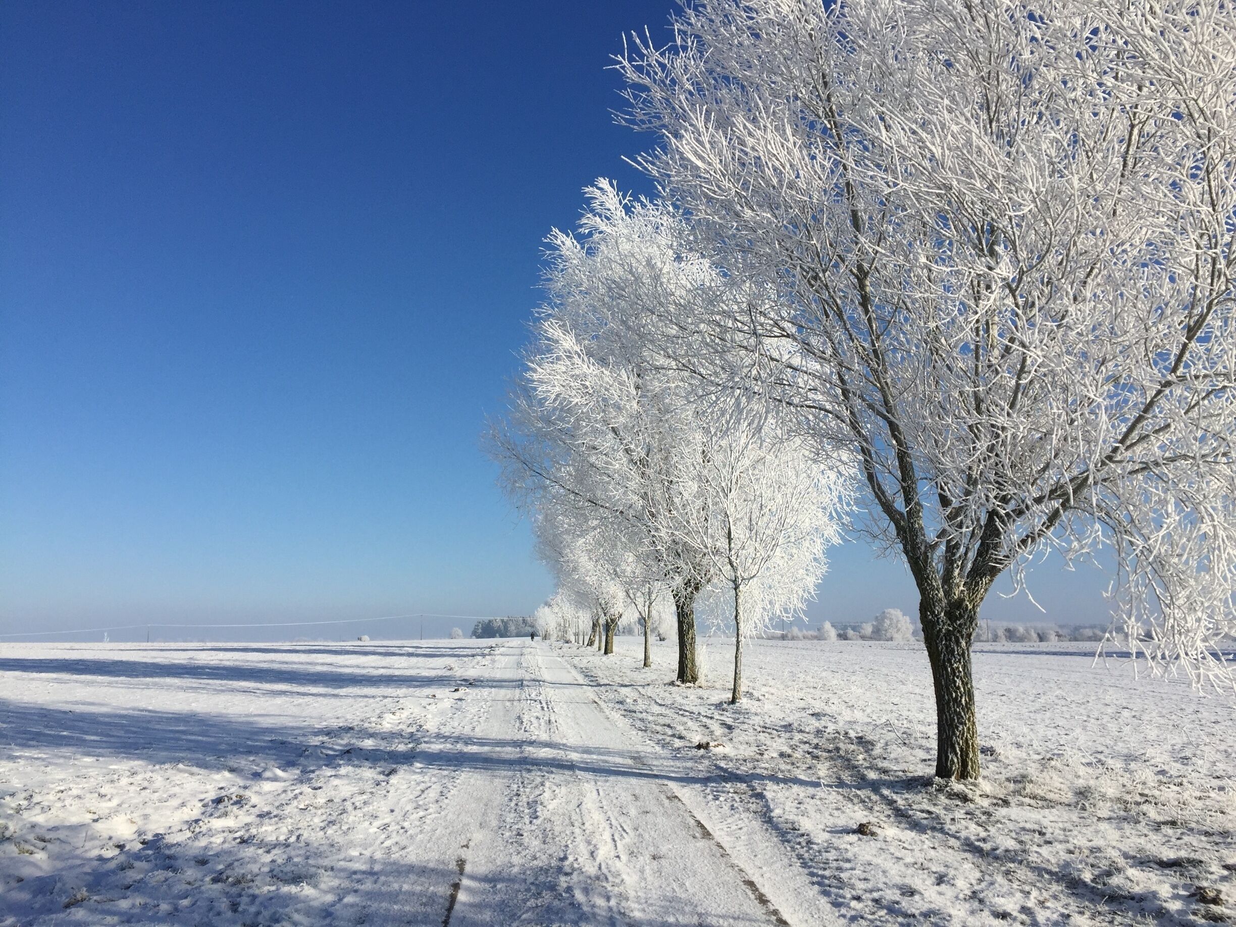 A snow-covered path with trees on the right.